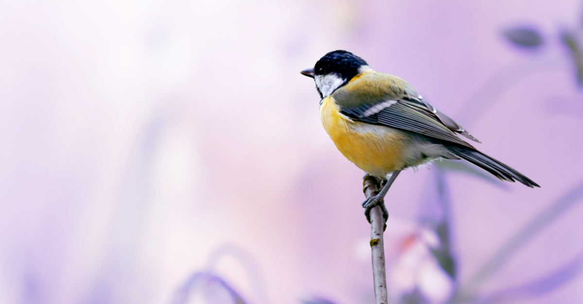 A small bird with yellow and black plumage perches on a thin branch against a blurred purple background, embodying the beauty of everything around us.